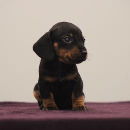 Opalite - Black and tan female Dachshund puppy in Okeechobee, Florida from Far Far Away Dachshunds