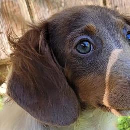 Dachshunds from Linda Turner