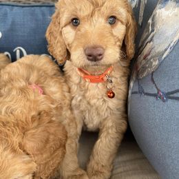 Double Doodle and Goldendoodle Puppies from My Favorite Doodle