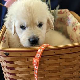 Golden Retriever Puppies from Carolyn Maddux's Golden Retrievers