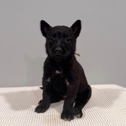 Yellow - Black sable female Belgian Malinois puppy in Muskegon, Michigan from Red Acres Working Line K9s