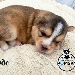 Clyde - Tri-color male Pomsky puppy in Eastman, Georgia from Once Upon A Pomsky
