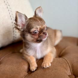 Anastasia 6550 - Chocolate sabled fawn female Chihuahua puppy in Beaumont, Texas from Down south pups