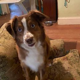 Red - Miniature Australian Shepherd
