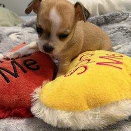 Champ - Black sabled fawn male Chihuahua puppy in Amity, Pennsylvania from Rhoda and Verna