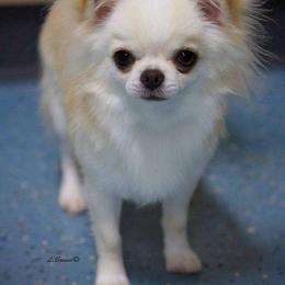 Leo - Chihuahua