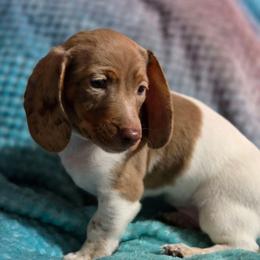 Chap - Dapple male Dachshund puppy in Tucson, Arizona from Crowned Doxies