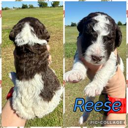 Reese - Parti male Goldendoodle puppy in Caddo Mills, Texas from Fire Wife Doodles