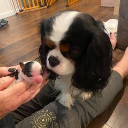 Cavalier King Charles Spaniel Puppies from CK Cavaliers