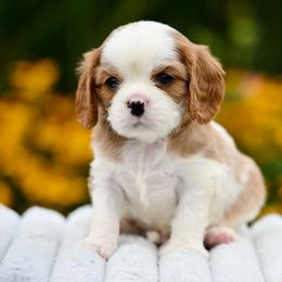 Leo - Blenheim male Cavalier King Charles Spaniel puppy in Sugarcreek, Ohio from Chocolate Cavalier