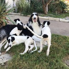 Borzois and Cavalier King Charles Spaniels from Aria Borzoi and Arioso Cavalier King Charles Spaniels