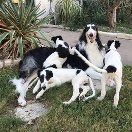 Borzois and Cavalier King Charles Spaniels from Aria Borzoi and Arioso Cavalier King Charles Spaniels