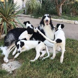 Borzois and Cavalier King Charles Spaniels from Aria Borzoi and Arioso Cavalier King Charles Spaniels