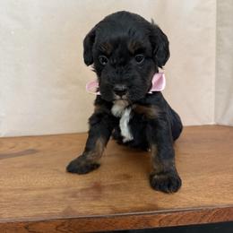 Love bug - Black tri-color female Aussiedoodle puppy in Eastland, Texas from H5 Mini Doodles