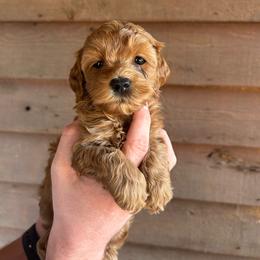 Skye - Golden female Cockapoo puppy in Mena, Arkansas from Ouachita River Cockapoos