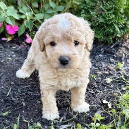 Boy 1 - Yellow and white male Bernedoodle puppy in Russiaville, Indiana from Pleasant Creek Minibernedoodles