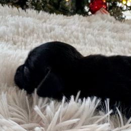 Indigo - Black and tan female Dachshund puppy in Wallingford, Kentucky from Hensley Homestead Dachshunds