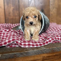 Daisy - Apricot female Poodle puppy in Utica, Ohio from Poodle Me Crazy
