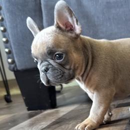 Tiki - Blue fawn French Bulldog puppy in Stanchfield, Minnesota from Sunshine's French Bulldogs
