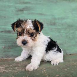 Zumi - Parti male Yorkshire Terrier puppy in Mountain Grove, Missouri from Precious Puppies