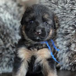 Dallas - Black and red male German Shepherd puppy in Harvard, Illinois from Aus Dem Meer German Shepherds