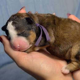 Opal - Tri-color female Bernedoodle puppy in Bradenton, Florida from Peanut Butter Doodles