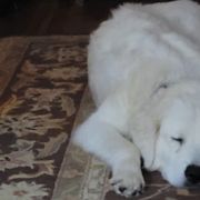 Maremma Sheepdogs from BNG Farms