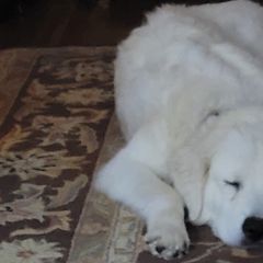 Maremma Sheepdogs from BNG Farms
