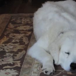 Maremma Sheepdogs from BNG Farms