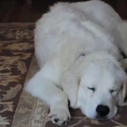 Maremma Sheepdogs from BNG Farms