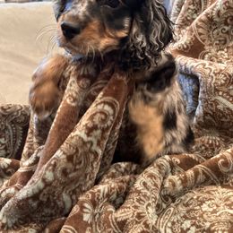 Tri-boy - male Cockapoo puppy in Wellington, Kansas from Brian’s Puppies