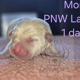 Morgan - Yellow female Labrador Retriever puppy in Rogue River, Oregon from PNW Labradors