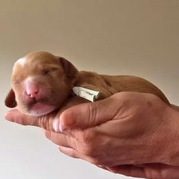 Green Collar - Caramel female Australian Labradoodle puppy in Decatur, Alabama from Southern Meadows Doodles
