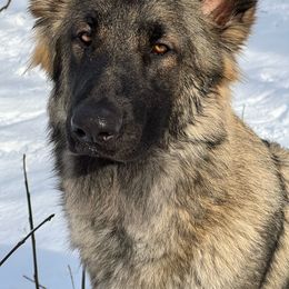 Millie - Shiloh Shepherd