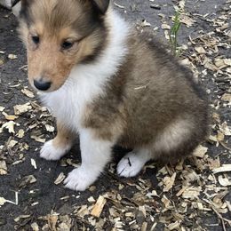 Chandler - Sable and white Collie puppy in Yulee, Florida from Three Collie Farm