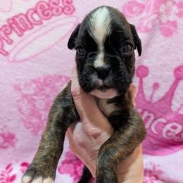 Riza - Brindle female Boxer puppy in Campbellsville, Kentucky from Bellbox German Boxers