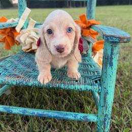 Gracie - Cream female Dachshund puppy in New Albany, Mississippi from Double A. Doxies