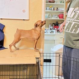 Lacey - Miniature Pinscher