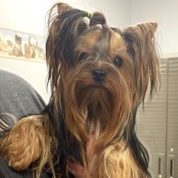 CH Ema - Yorkshire Terrier