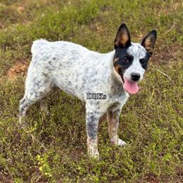 Legend - Australian Cattle Dog