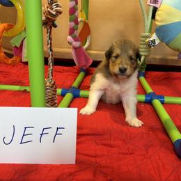 Jeff - Sable and white male Collie puppy in Carencro, Louisiana from Cajun Bayou's Collies LLC