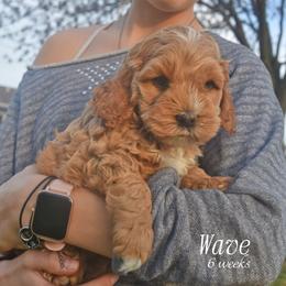 Wave - Buff male Cockapoo puppy in Myerstown, Pennsylvania from The Cocker Cingdom