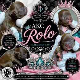 Rolo - Red male Shih Tzu puppy in Houston, Texas from Pretty Paws Shih Tzu's