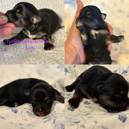 Loki - Black and tan male Havanese puppy in Lovingston, Virginia from Tye River Havanese