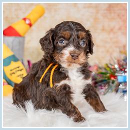Finnick - Brown and tan male Cockapoo puppy in Connersville, Indiana from Deaz Doodle Ranch