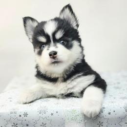 Carlotta - Black and white female Pomsky puppy in Christiana, Tennessee from Smoky Mountain Pomskies
