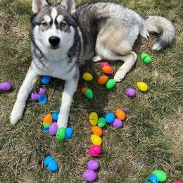 Siberian Husky All Grown Up from Snowangel  Huskies
