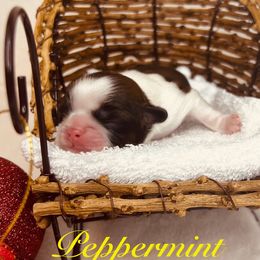 Peppermint - Red and white female Shih Tzu puppy in Vernon, New Jersey from Calta’s Cute Shih Tzu