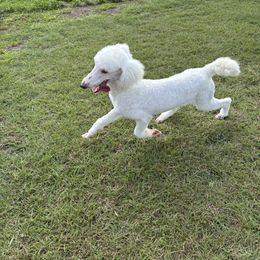 Girl 1 - Cream female Poodle puppy in Copperas Cove, Texas from Poodles of Valor