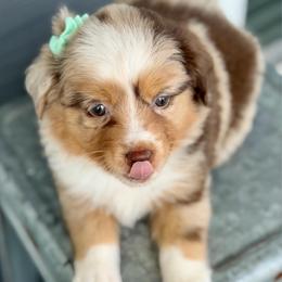 Teal collar - Red merle female Aussiedoodle puppy in 32046, Florida from River Hill Ranch